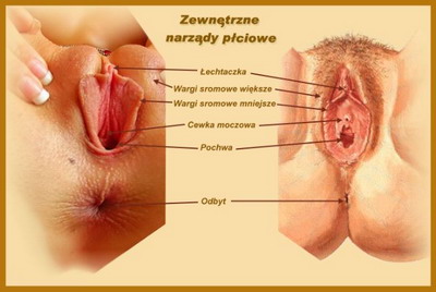 ZEWNĘTRZNE NARZĄDY PŁCIOWE Budowa