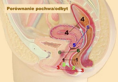 porównanie pochwa odbyt